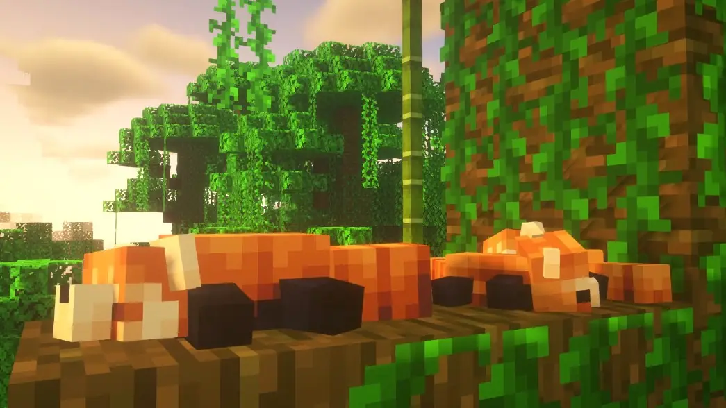 Red pandas asleep in a bamboo forest